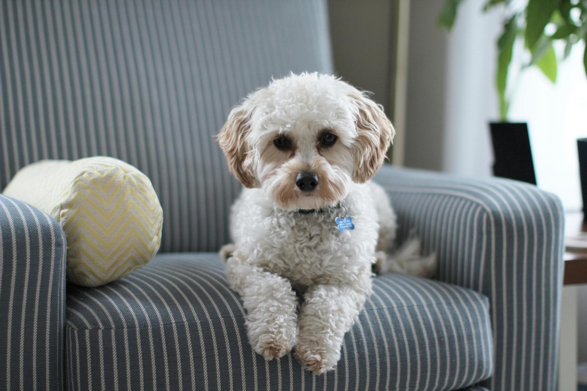 Best Vets in Kalispell